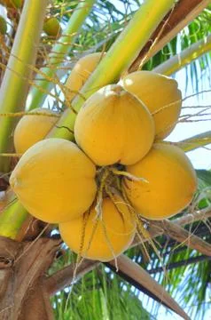 Red coconuts on a tree in Vietnam Stock Photos