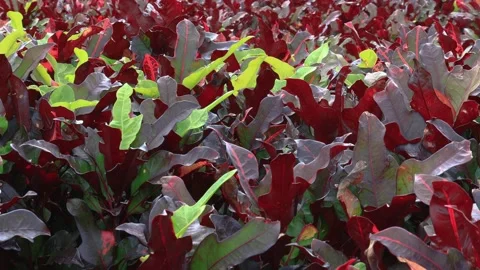 Red Codiaeum variegatum leaves swaying by the wind in wild forest Stock Footage 307195798