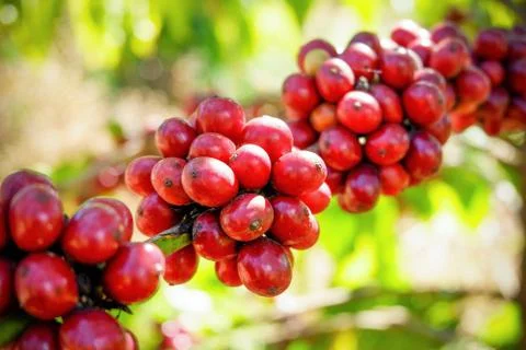 Red coffee bean on tree in field and sunlight Stock Photos