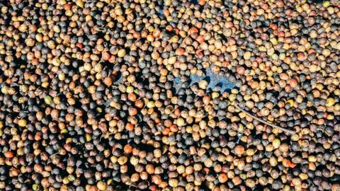 Red coffee beans are drying in the sun Stock Photos