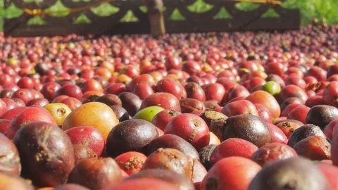 Red Coffee beans berries and Drying Process 스톡 동영상 99005128