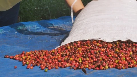 Red Coffee beans berries and Drying Process Stock Footage 99620396
