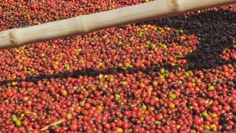Red Coffee beans berries and Drying Process Stock Footage 99620628