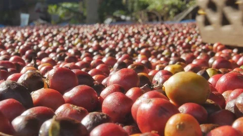 Red Coffee beans berries and Drying Process Stock Footage 99620984