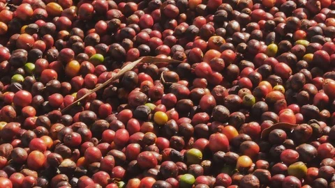 Red Coffee beans berries and Drying Process Video stock 99621389