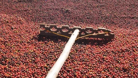 Red Coffee beans berries and Drying Process Stock Footage 99622502