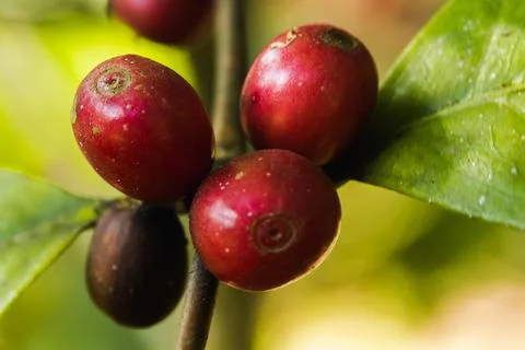 Red coffee beans on the branches Stock Photos