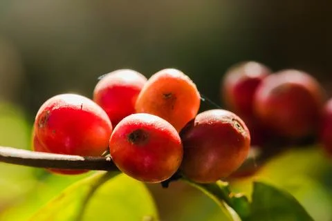 Red coffee beans on the branches Stock Photos