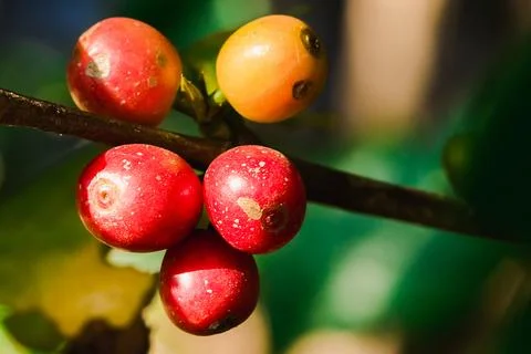 Red coffee beans on the branches Stock Photos