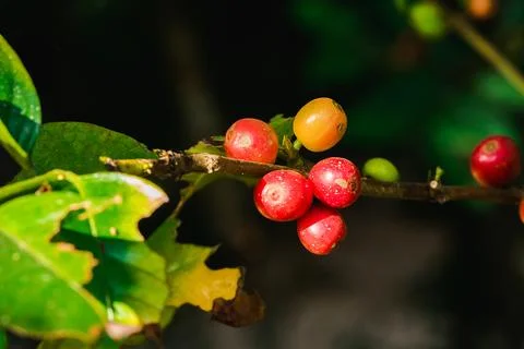 Red coffee beans on the branches Stock Photos