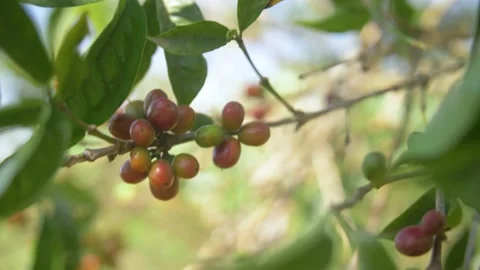 Red coffee beans in a coffee tree, in Ethiopia Stock Footage 199637844