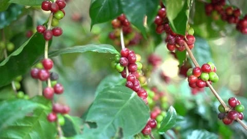 Red coffee beans Stock Footage 252056455