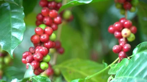 Red coffee beans Stock Footage 252056478