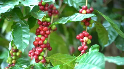Red coffee beans Stock Footage 252056483