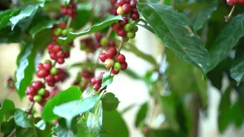 Red coffee beans Stock Footage 252056514