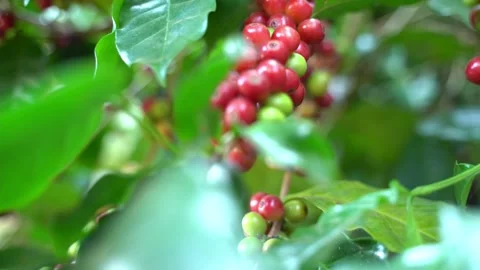 Red coffee beans Stock Footage 252056847
