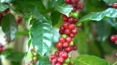 Red coffee beans Stock Footage 252056925