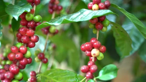 Red coffee beans Stock Footage 252056944