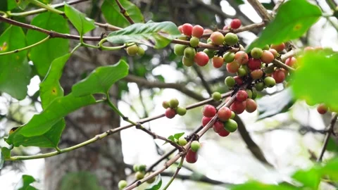 Red coffee beans on the tree. Coffee beans ripening,close up Stock Footage 259459826