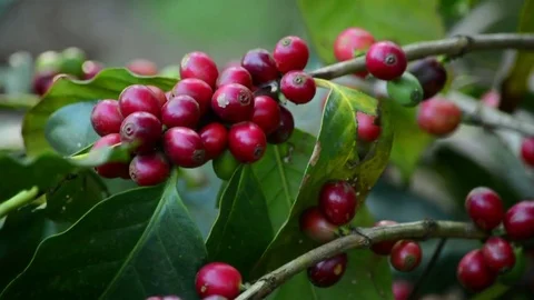 Red Coffee Berries On The Tree Video stock 83478501