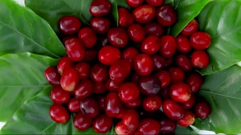 Red coffee cherries that are placed over green leaves Stock Footage 139946498
