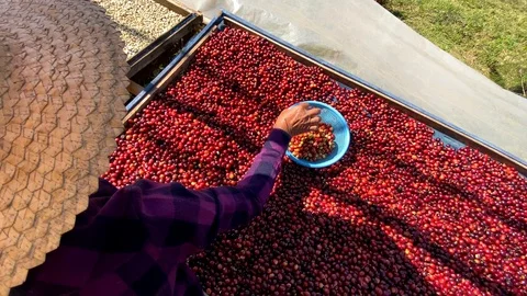 The red coffee cherry is dried and sorting the seeds. Stock Footage 124115560