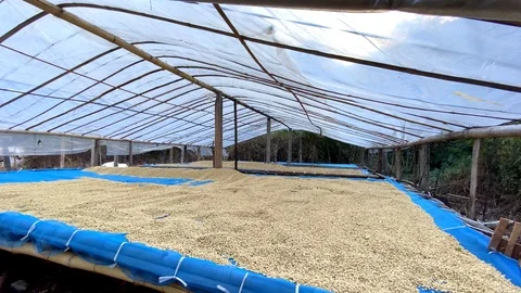 The red coffee cherry is dried and sorting the seeds. Stock Footage 124115562