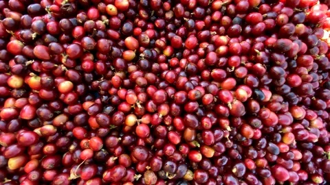 The red coffee cherry is dried and sorting the seeds. Video stock 124115587