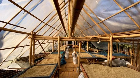 The red coffee cherry is dried and sorting the seeds. Stock Footage 124115652