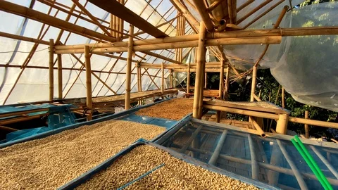 The red coffee cherry is dried and sorting the seeds. Stock Footage 124115658