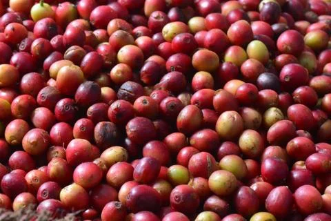Red coffee cherry Foto stock