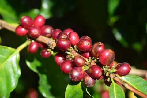 Red coffee cherry on tree Stock Photos