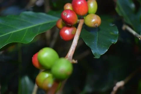 Red coffee fruit Stock Photos