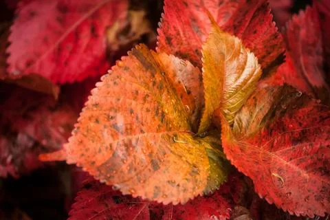 Red Coleus Stock Photos