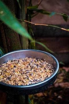 Red coleus Stock Photos
