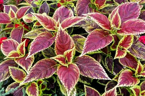 Red Coleus plant with yellow edges closeup on a flower bed, top view Stock Photos