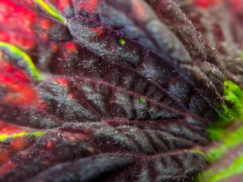 Red Coleus texture with red stalks suitable for background Stock Photos