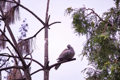 Red collared dove bird, also known as the red turtle dove is being wet after  Stock Photos