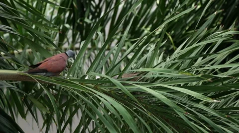 Red Collared Dove building nest Stock Footage 66681846