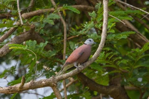 Red collared dove with green background in nature Stock Photos