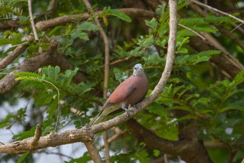 Red collared dove with green background in nature Stock Photos