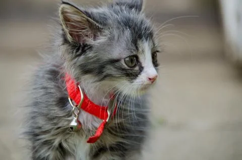 Red collared kitten Stock Photos