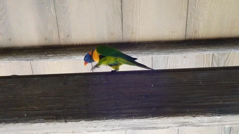 Red-collared lorikeet colorful parrot on the top railing Stock Footage 295037005