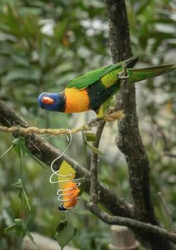 Red-collared Lorikeet parrot perching on the branch of a tree Stock Photos