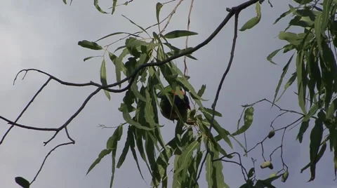 Red-collared Parakeet climb tree Stock Footage 57235579