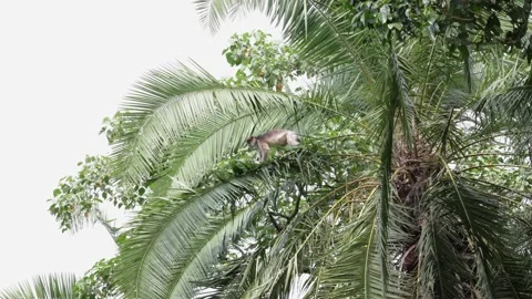 Red Colobus hesitate before jumping between 2 trees with large gap Stock Footage 200859075