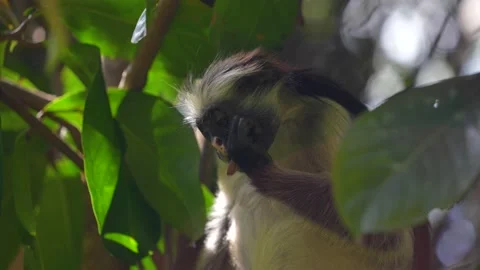 Red Colobus Monkey behind leaf at the Jozani Forest treetops of Zanzibar Stock Footage 223170513