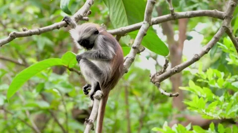 A red colobus monkey climbs in a tree Stock Footage 312482551