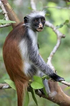 Red Colobus Monkey with Distinctive Black and White Fur Pattern Sitting on .. 库存照片