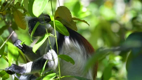 Red Colobus Monkey eating leaf stalks from tree at the Jozani Forest Stock Footage 221962823